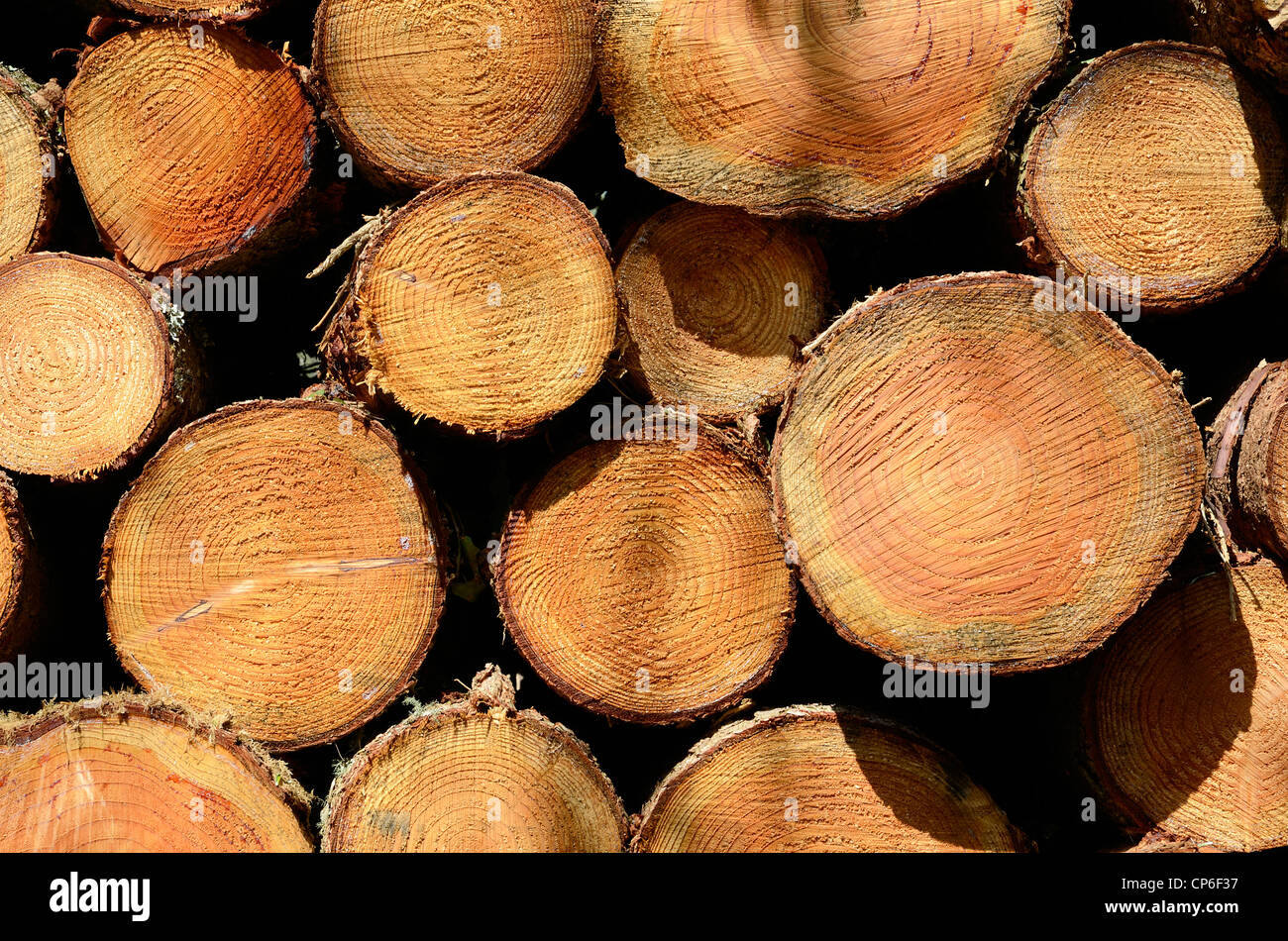 Le estremità di taglio di alberi che mostra gli anelli di crescita Foto Stock