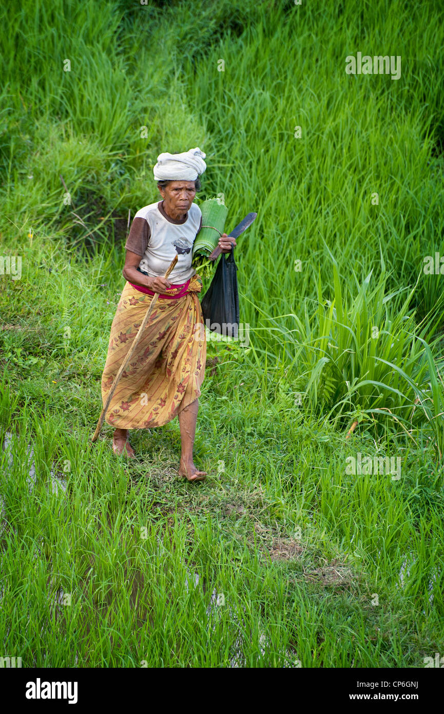 La gente andare e venire in campi di riso terrazzati della valle Sidemen in Bali orientale. Trasporto di legna da ardere o ripulendo dalle erbacce le terrazze. Foto Stock