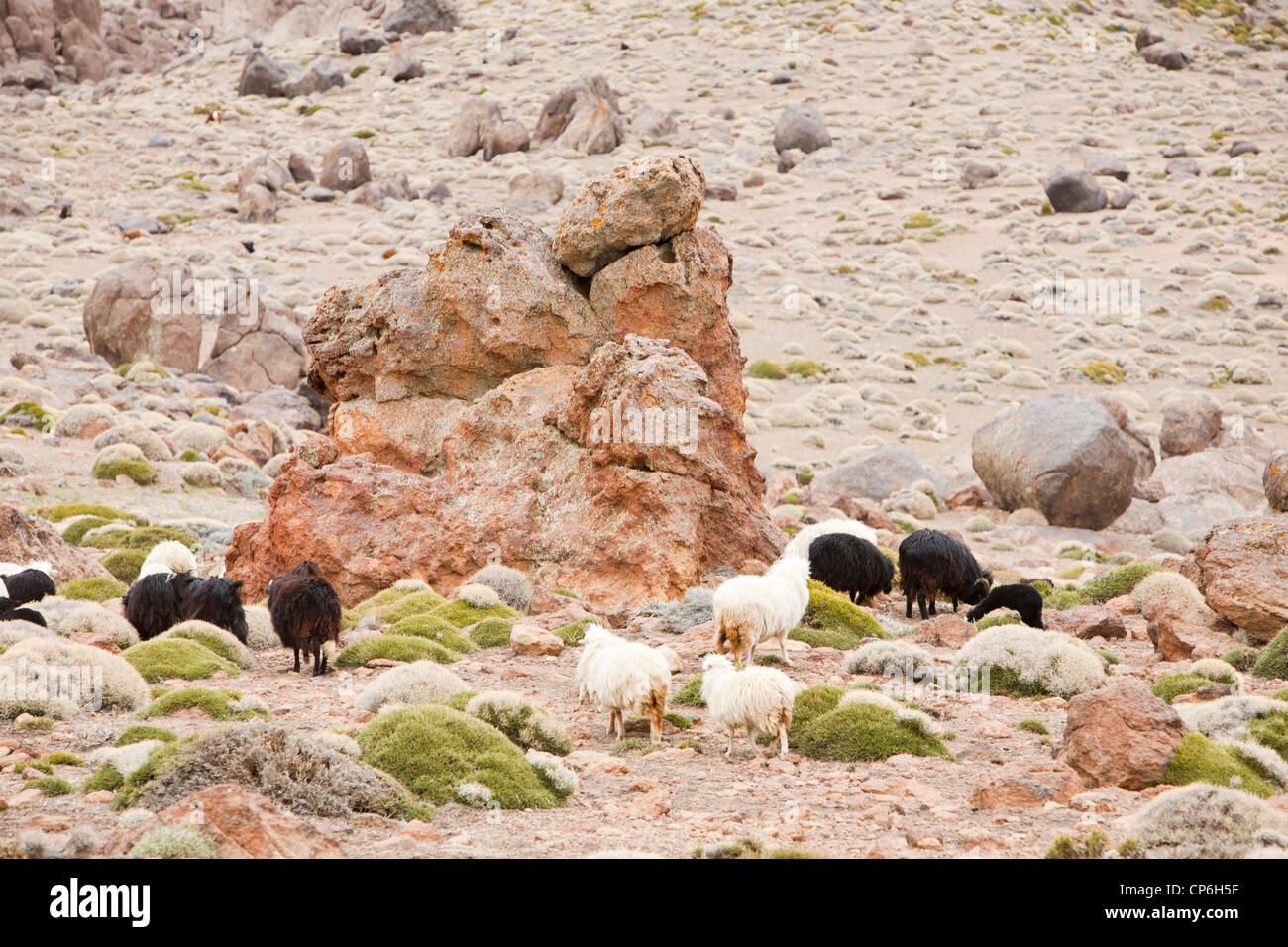 Gli ovini e i caprini cerca di cibo in colpite dalla siccità i pascoli della Anti Atlante in Marocco. Foto Stock