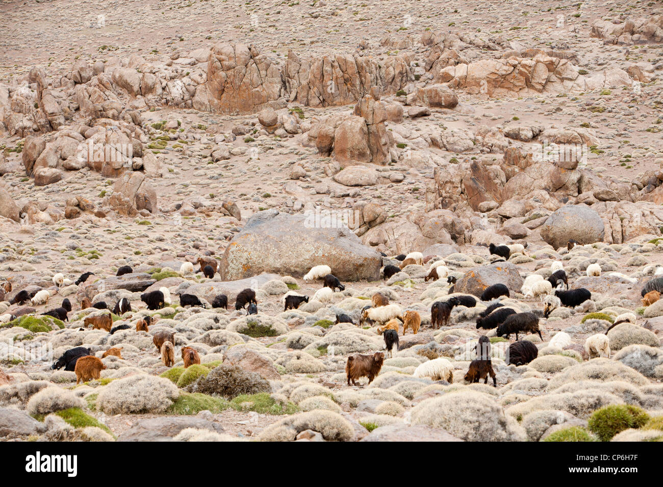 Gli ovini e i caprini cerca di cibo in colpite dalla siccità i pascoli della Anti Atlante in Marocco. Foto Stock