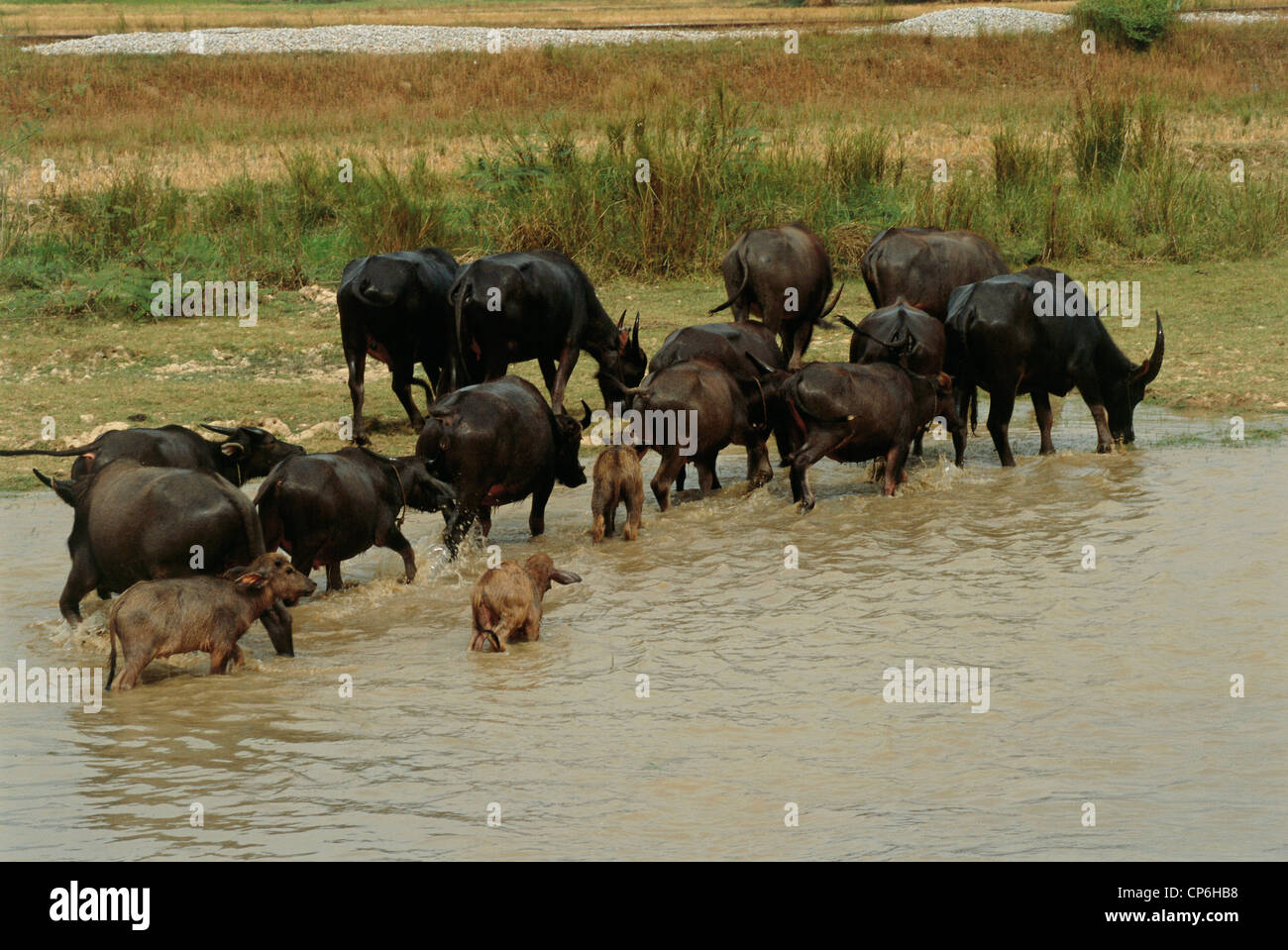 Myanmar (Birmania) - Intorno a Bago (Pegu), bufalo d'acqua Foto Stock