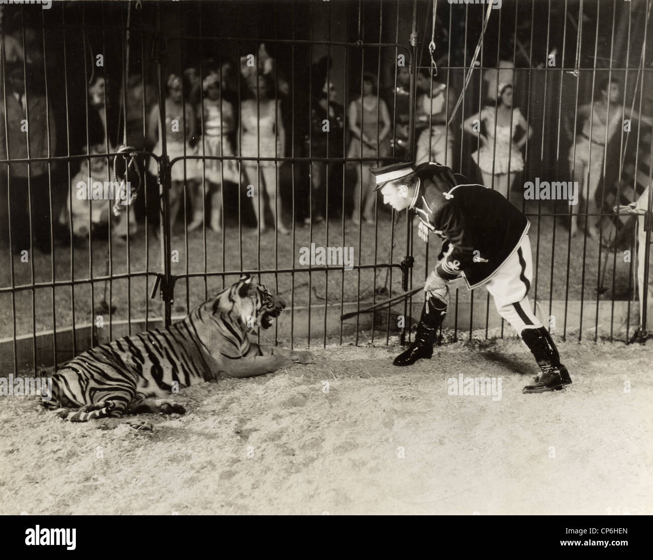 Un animale da circo Tamer affrontare Tiger Foto Stock