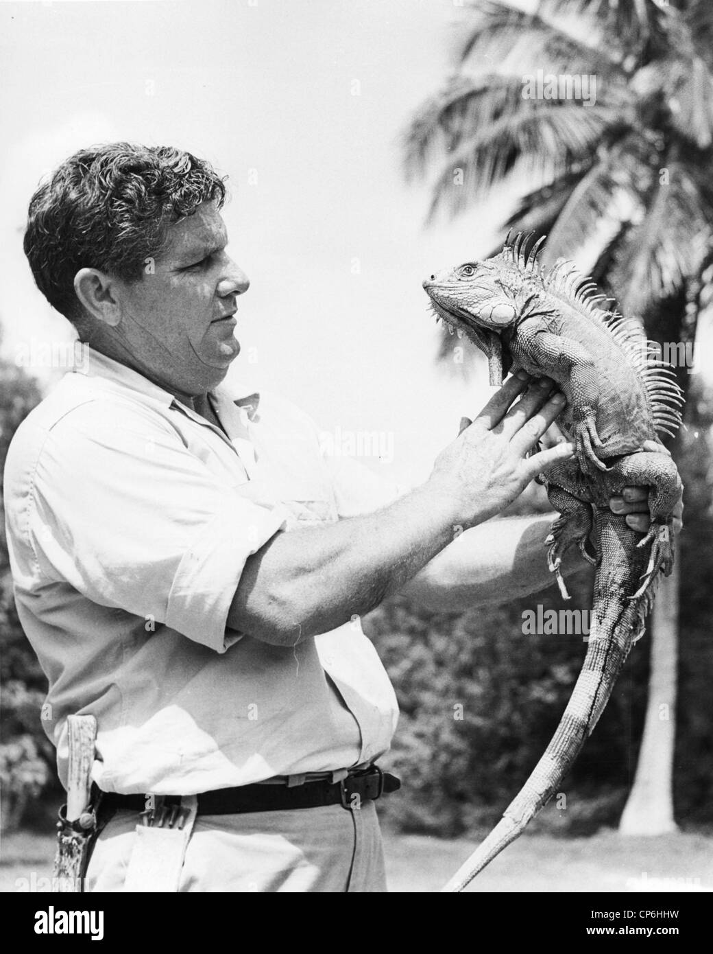 Uomo di mezza età azienda grossa Iguana Foto Stock