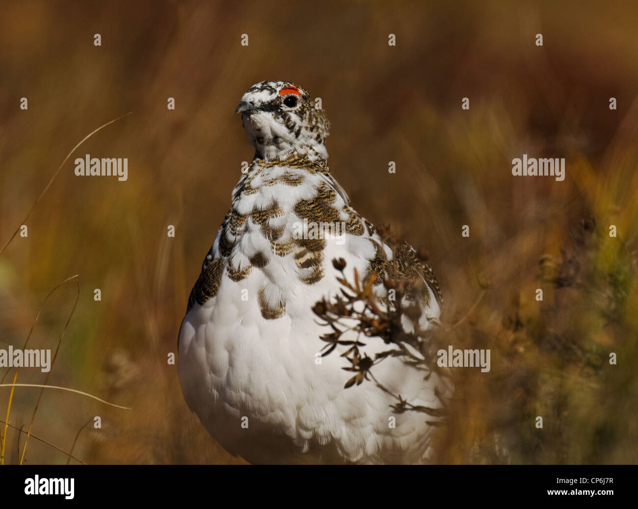 Pernice bianca (Lagopus mutus) maschio. Dall inizio di caduta la pernice bianca il piumaggio è inizi a girare di inverno di bianco. L'Alaska. Foto Stock