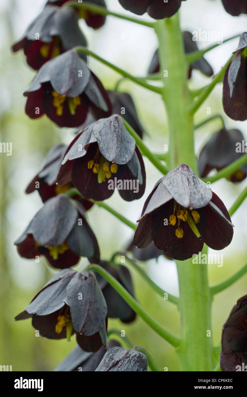 Frittilaria persica dettaglio laterale Foto Stock