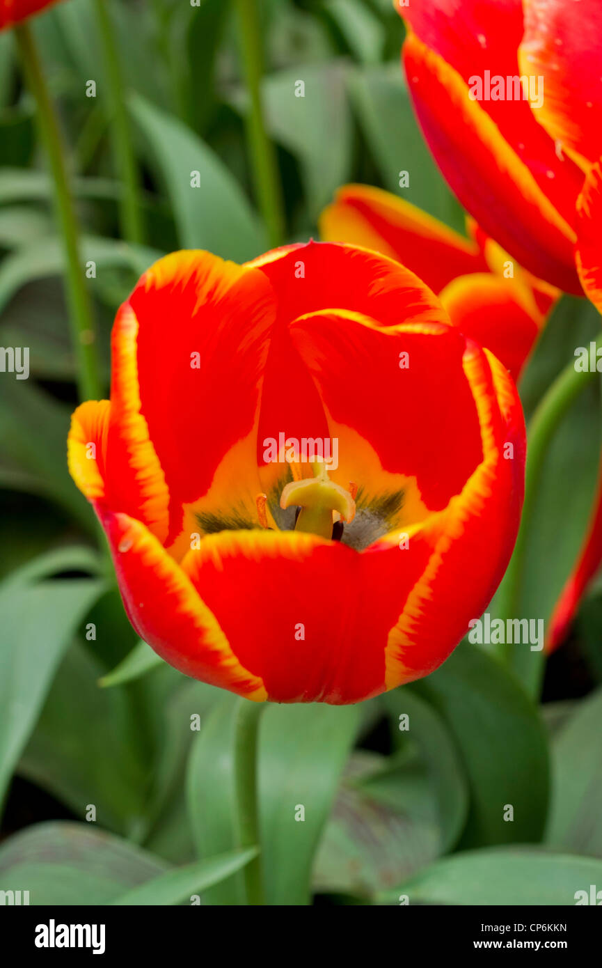 Red Tulip con frange di colore giallo Foto Stock