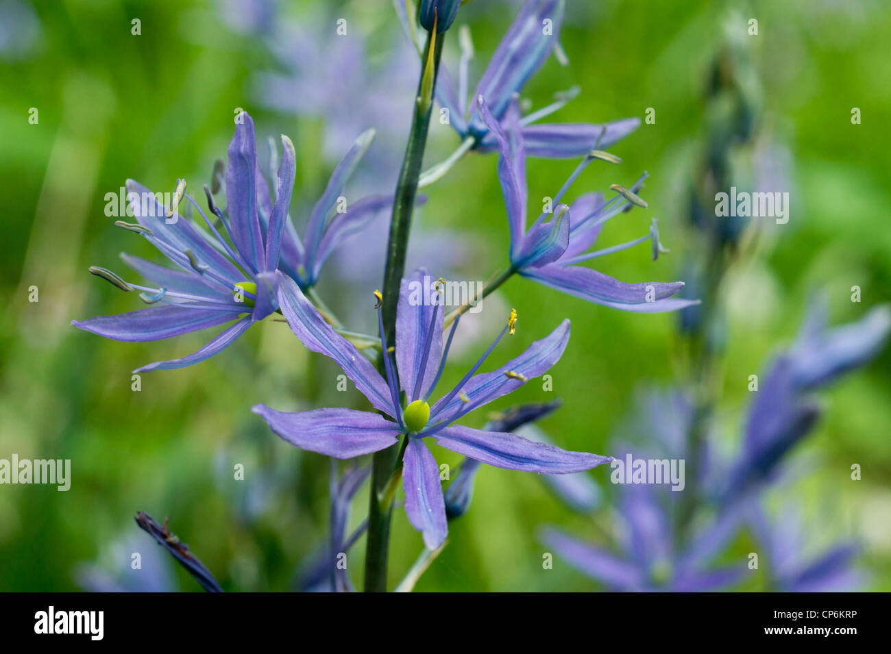 Camassia blu fiori in primavera Foto Stock