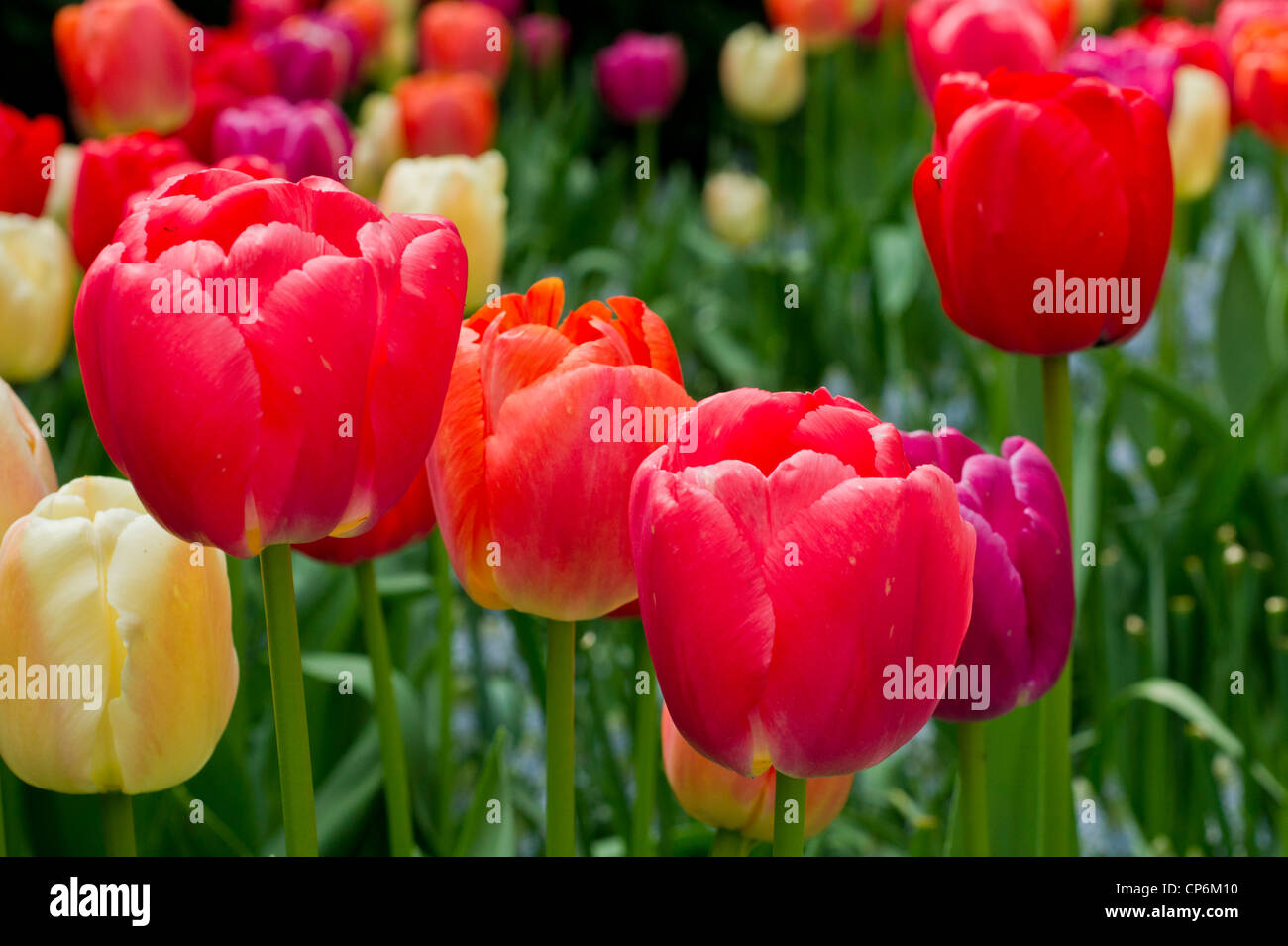 Viola, rosa, rosso e giallo mescolato i tulipani Foto Stock