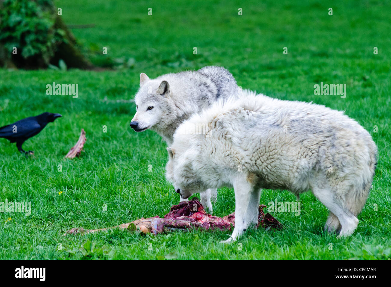 Un paio di lupi condividendo una lastra di carne. Prese a Longleat Safari Park. Foto Stock