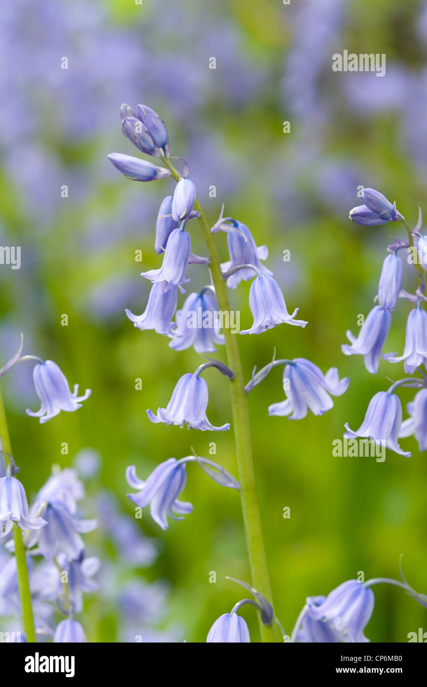 Nativo bluebells inglese in primavera Foto Stock