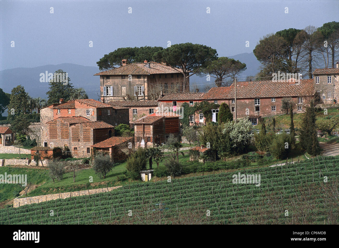 Toscana - frazione di copertura Capannori (LU). La Tenuta di Valgiano Foto Stock
