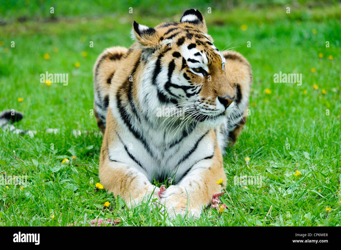 Una tigre di mangiare la sua cena. Prese a Longleat Safari Park. Foto Stock