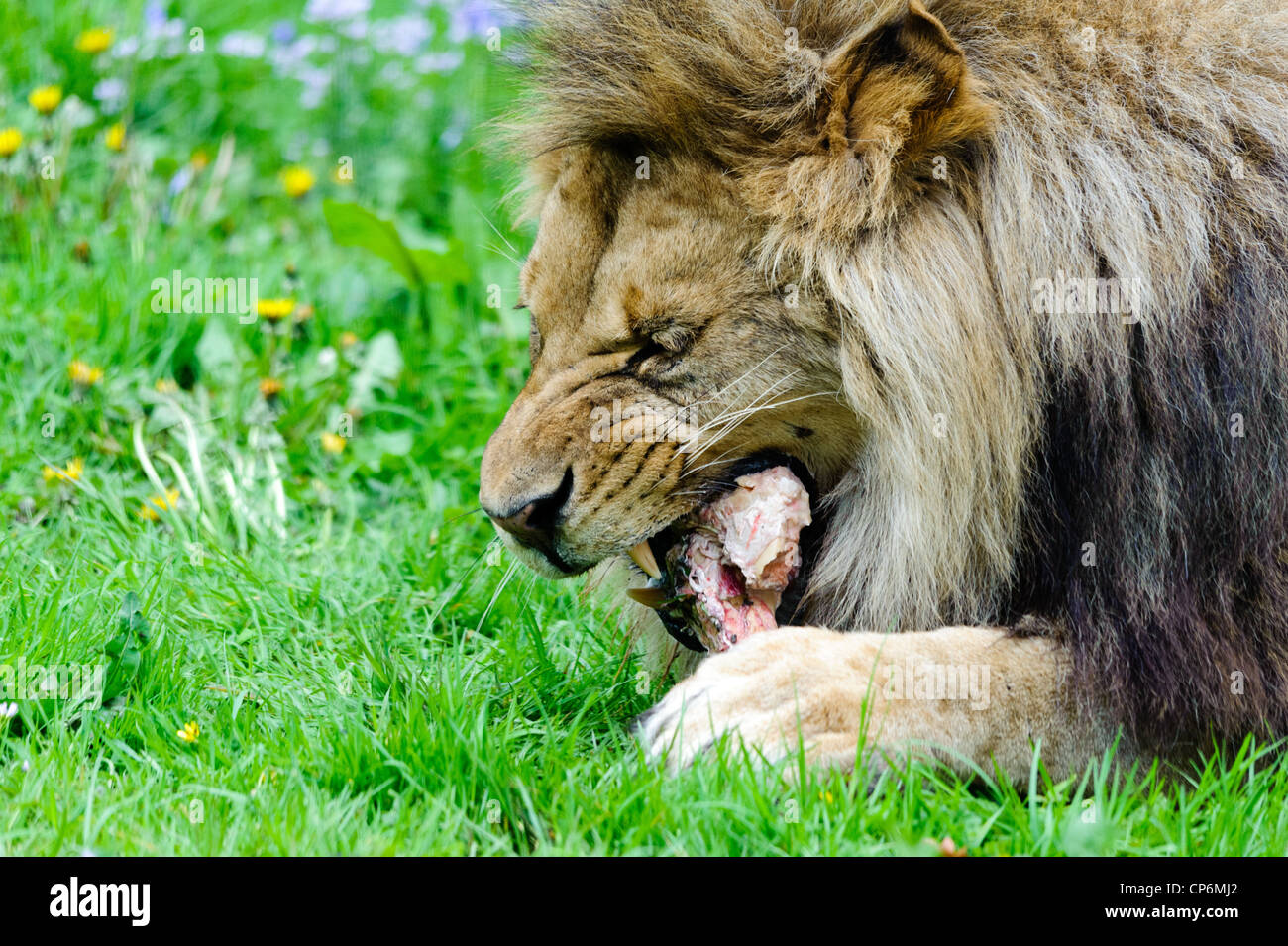 Un leone di mangiare la sua cena. Prese a Longleat Safari Park Foto Stock