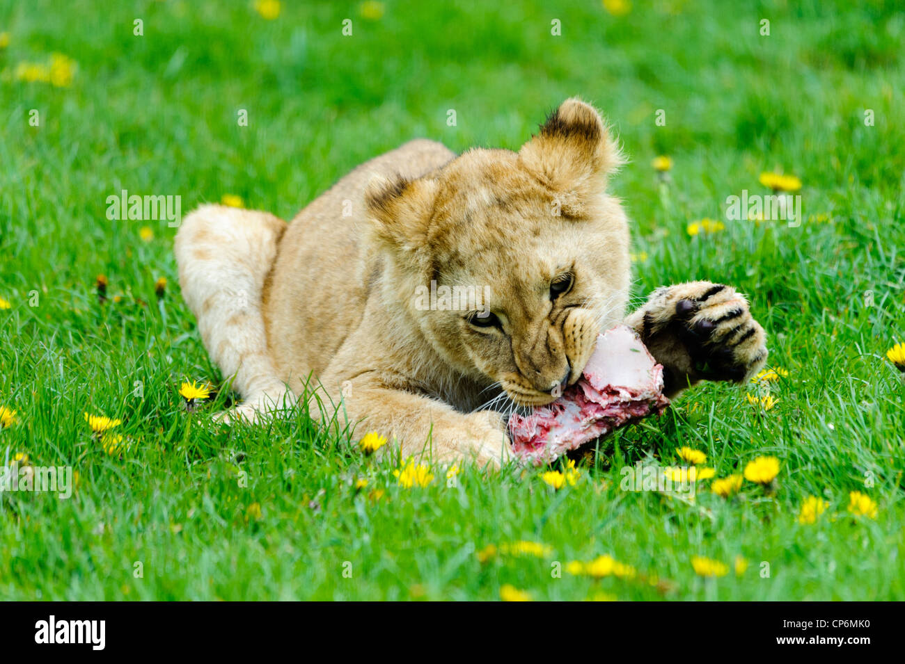 Un LION CUB di mangiare la sua cena. Prese a Longleat Safari Park. Foto Stock