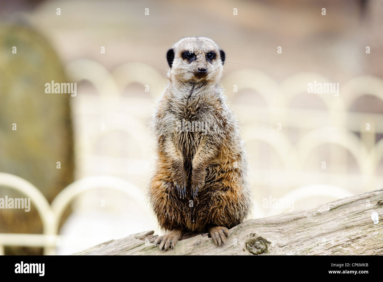 Un meerkat permanente. Prese a Longleat Safari Park Foto Stock