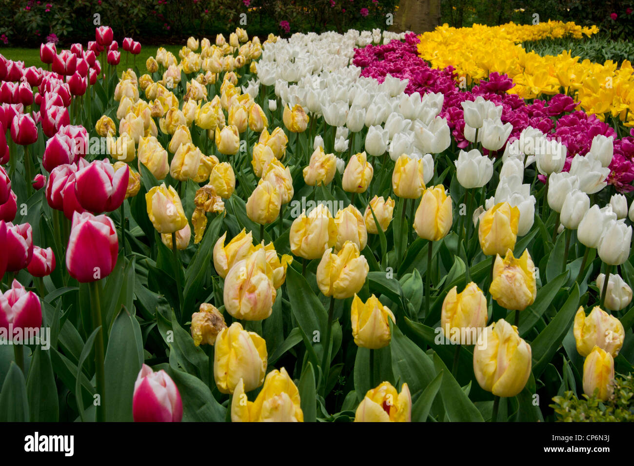 Tulip mista a Keukenhof Foto Stock