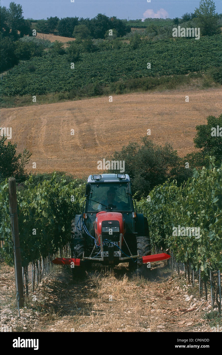 Toscana - Chianti - Intorno a Tavarnelle Val di Pesa (FI), il trattore nel vigneto Foto Stock