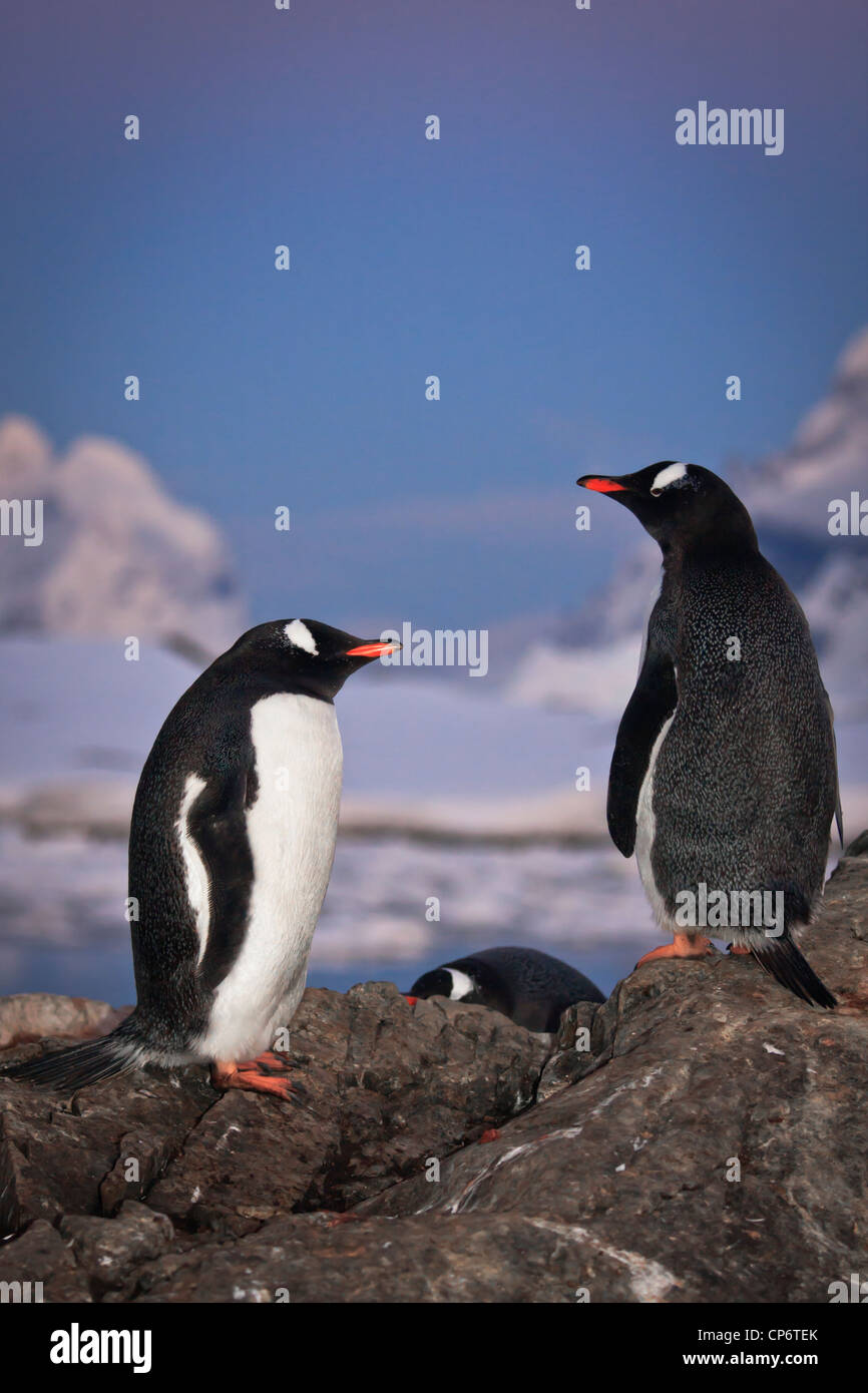 Due pinguini stanno parlando, in piedi su una montagna in Antartide Foto Stock