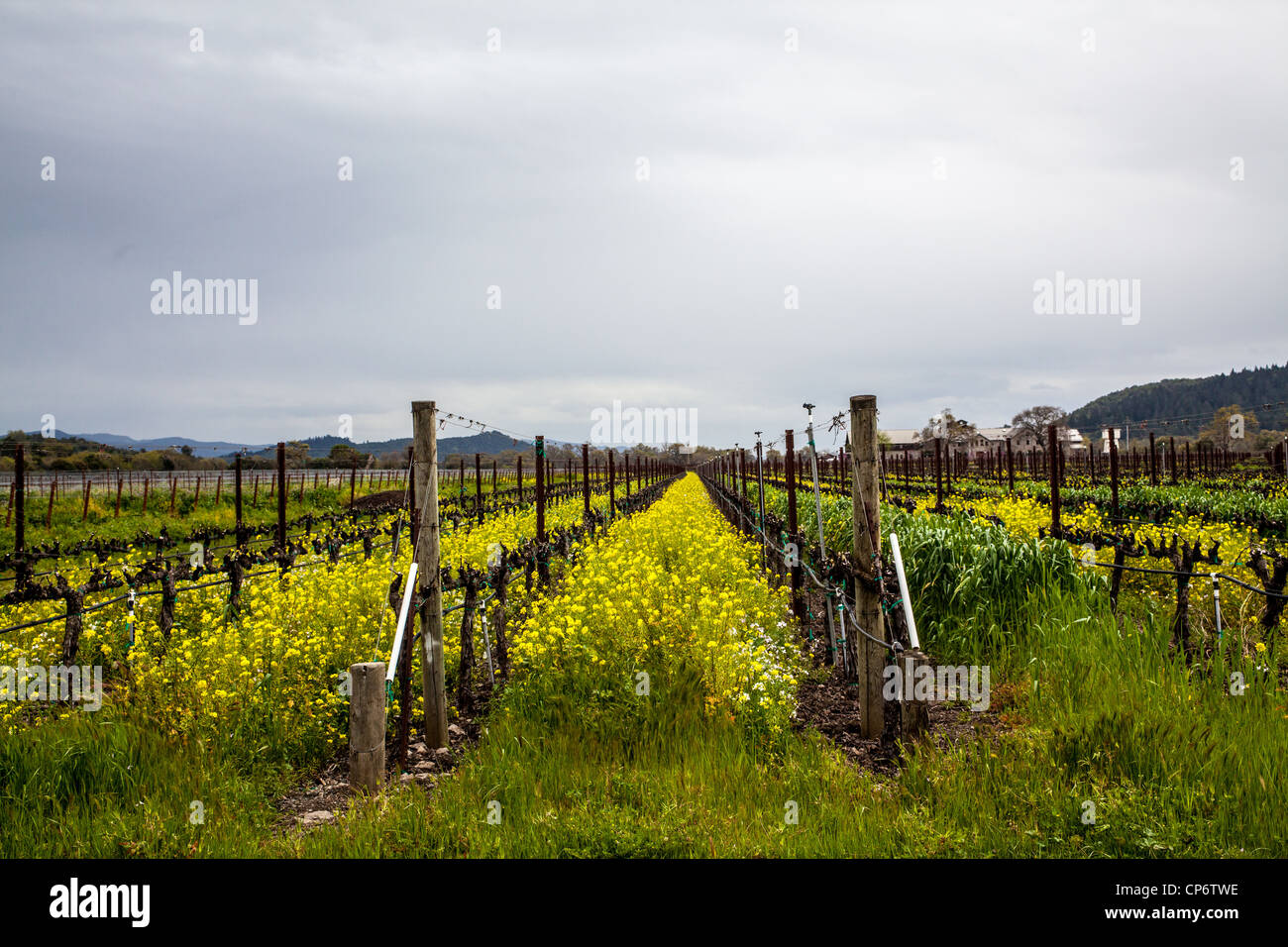 Un moderno vigneto con graticci e irrigazione di gocciolamento in Napa Valley della California nella primavera del 2012 Foto Stock