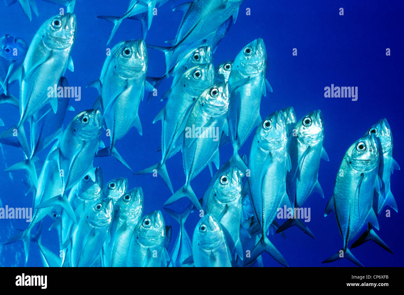 Big - Occhio di carangidi o cavallo Eyed Jack. Grandi banchi di questi pesci si trovano in tutto il Mar Rosso. Foto Stock