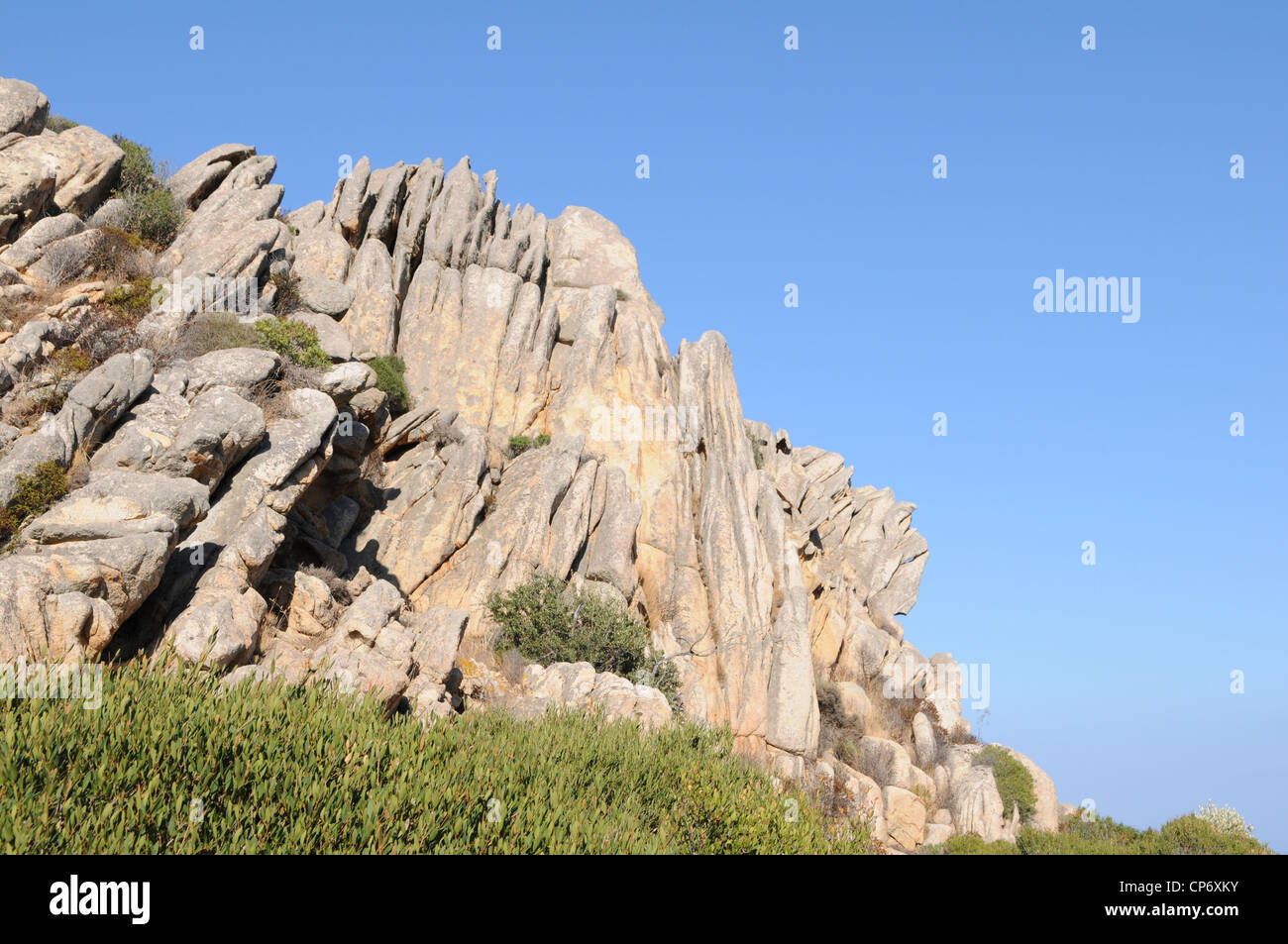 Albero su formazioni rocciose cala Coticcio isola di Caprera,La Maddalena Archipelalgo national park, Sardegna, Italia, Foto Stock