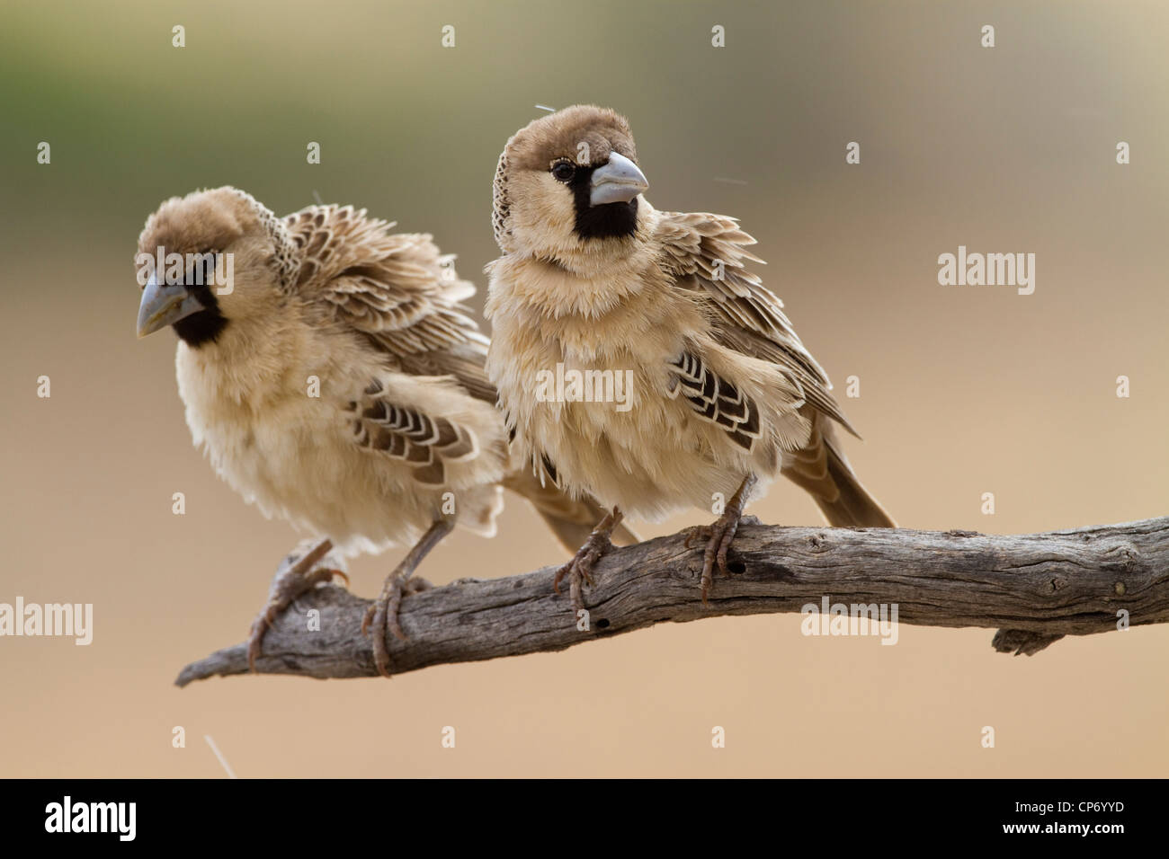 Due socievole weaver uccelli su un ramo Foto Stock