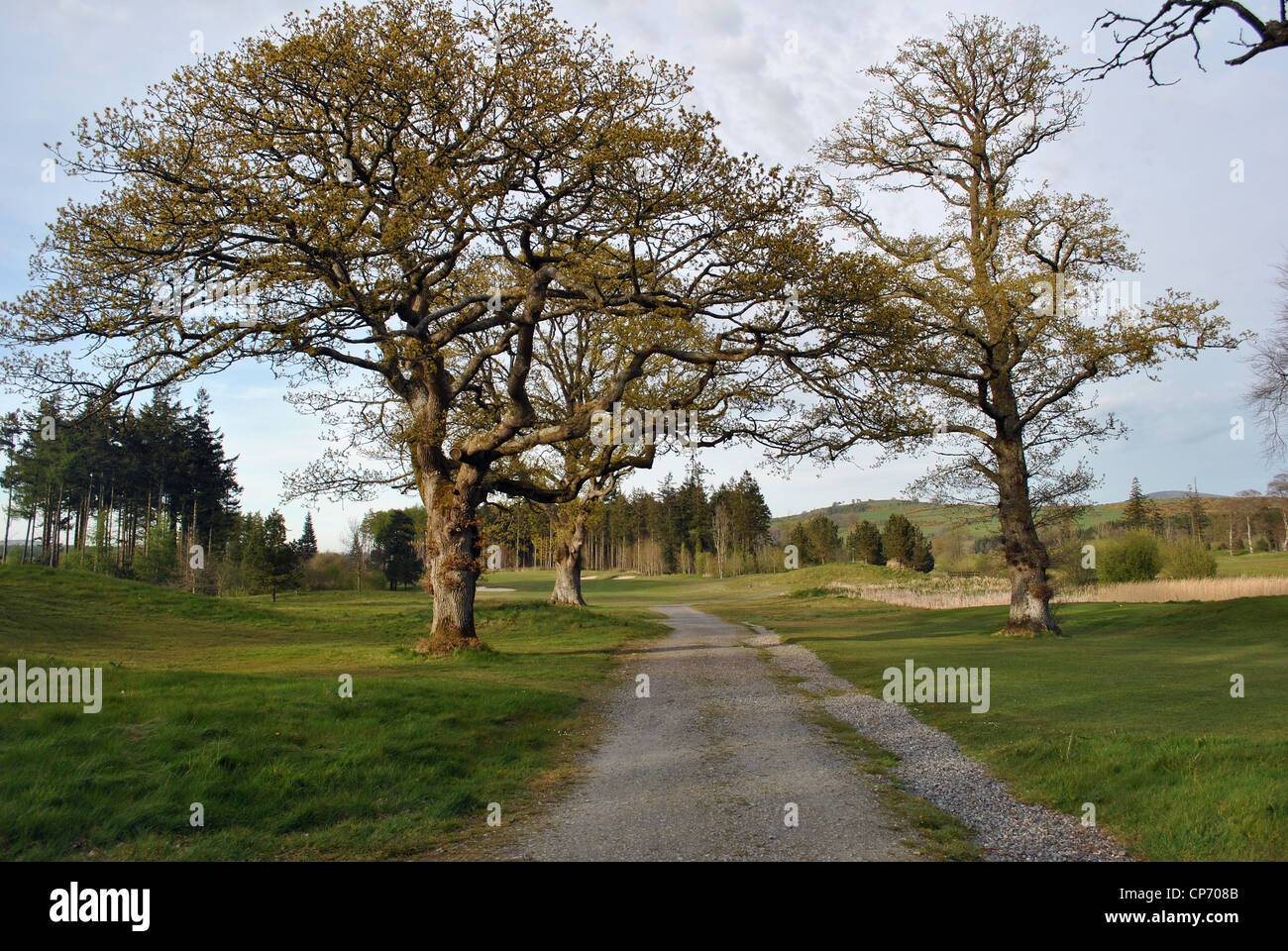 Grandi alberi di quercia in un campo da golf in Wicklow Irlanda Foto Stock