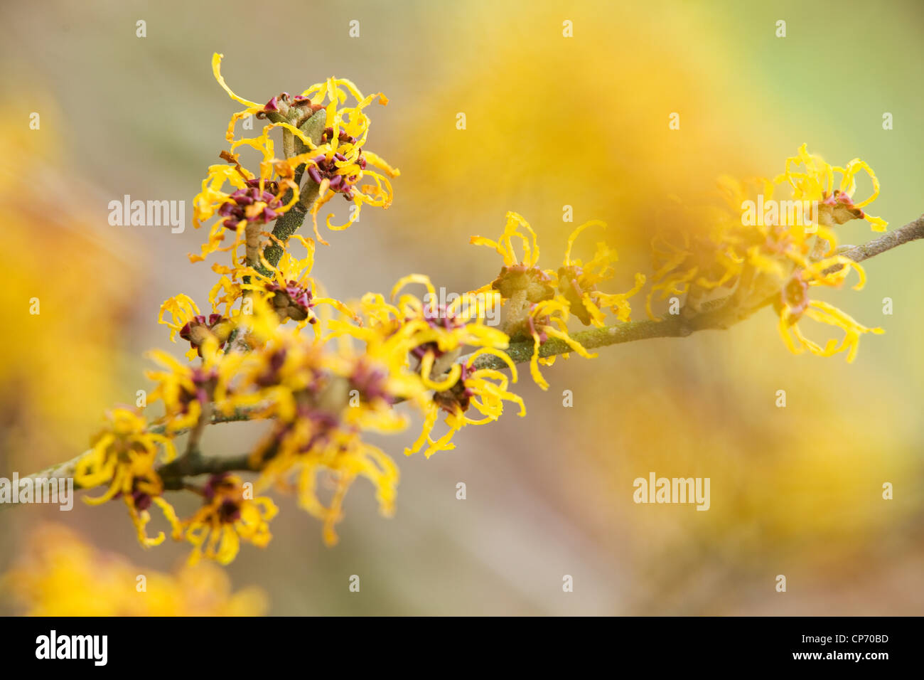 Hamamelis japonica o strega giapponese-Hazel, comunemente noto come strega-Hazel Foto Stock