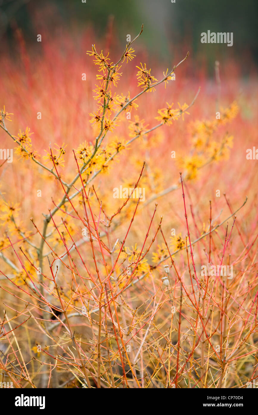 Strega-hazel Hamamelis x intermedia 'Harlow Carr' ad RHS Garden Harlow Carr Foto Stock