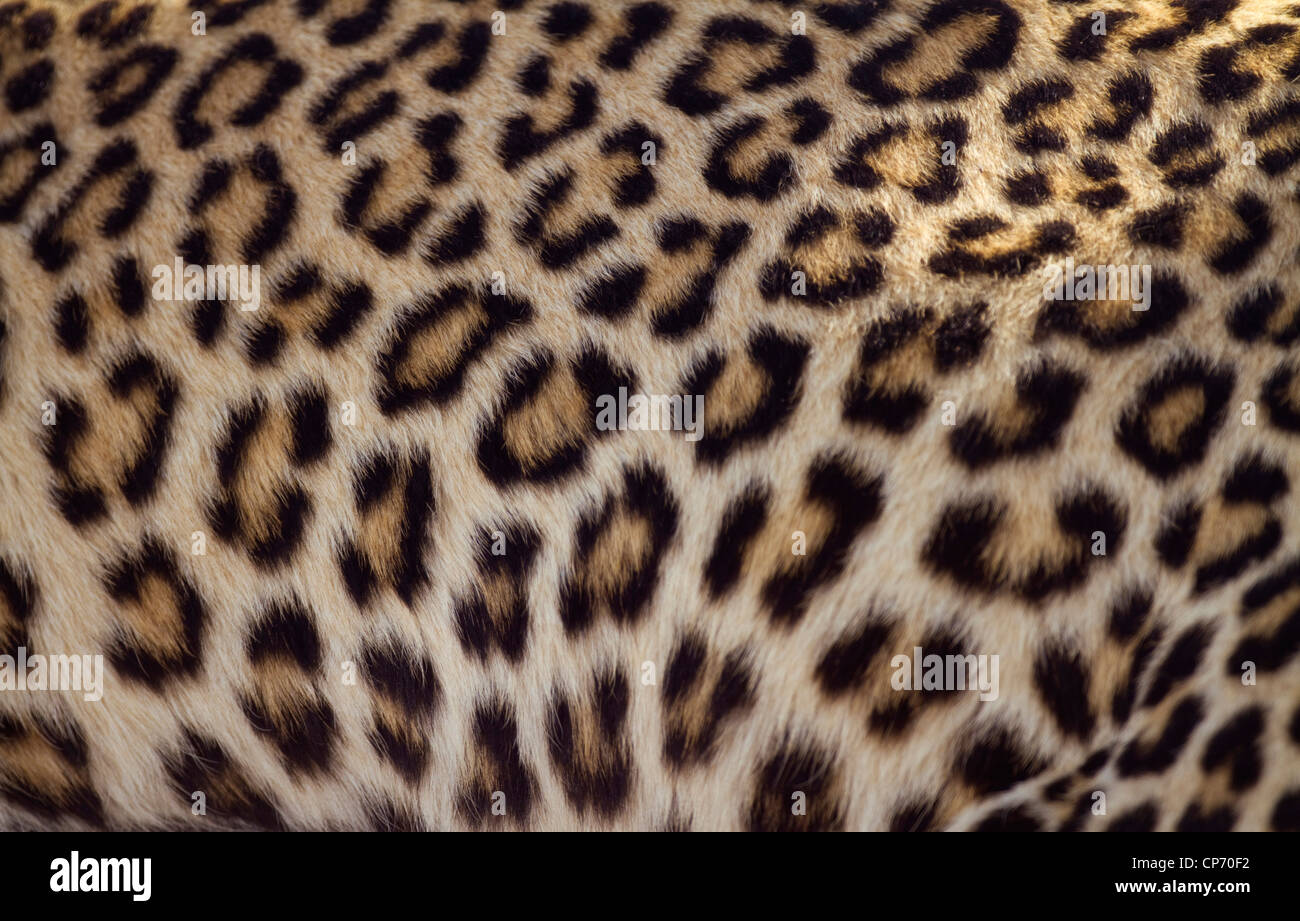 Close-up di pelle di leopardo Foto Stock