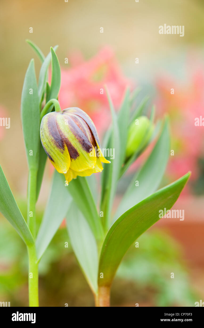 Fritillary Fritillaria michailovskyi Foto Stock