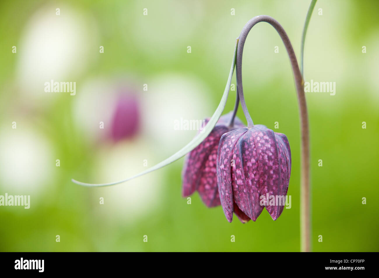 Fritillary Fritillaria meleagris o Snake Head Fritillary Foto Stock