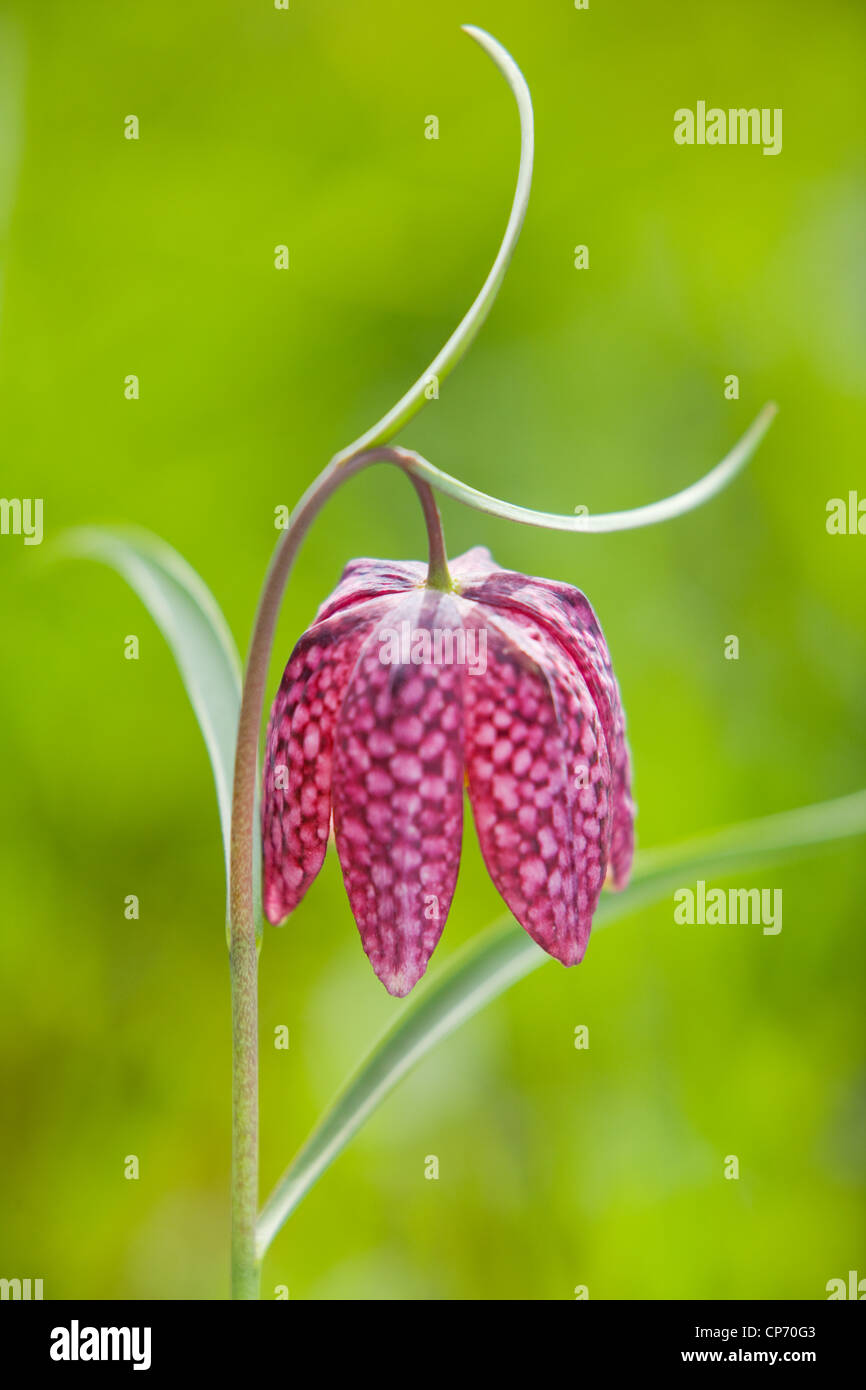 Fritillary Fritillaria meleagris o Snake Fritillary di testa sul bordo del bosco in Yorkshire, Inghilterra, in un giorno di aprile Foto Stock