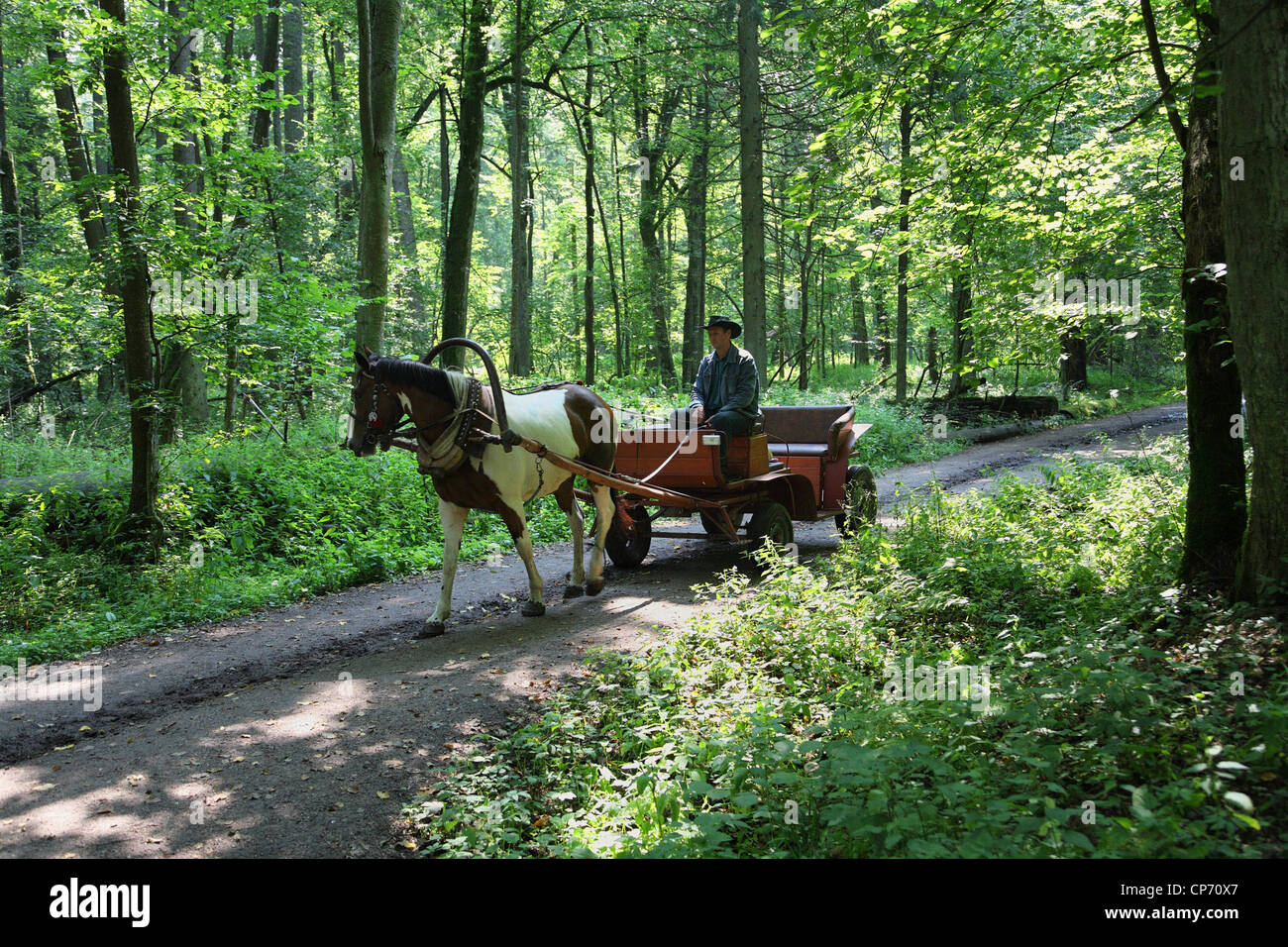 Carrozza trainata da cavalli per i turisti in Bialowieza National Park, Polonia Foto Stock