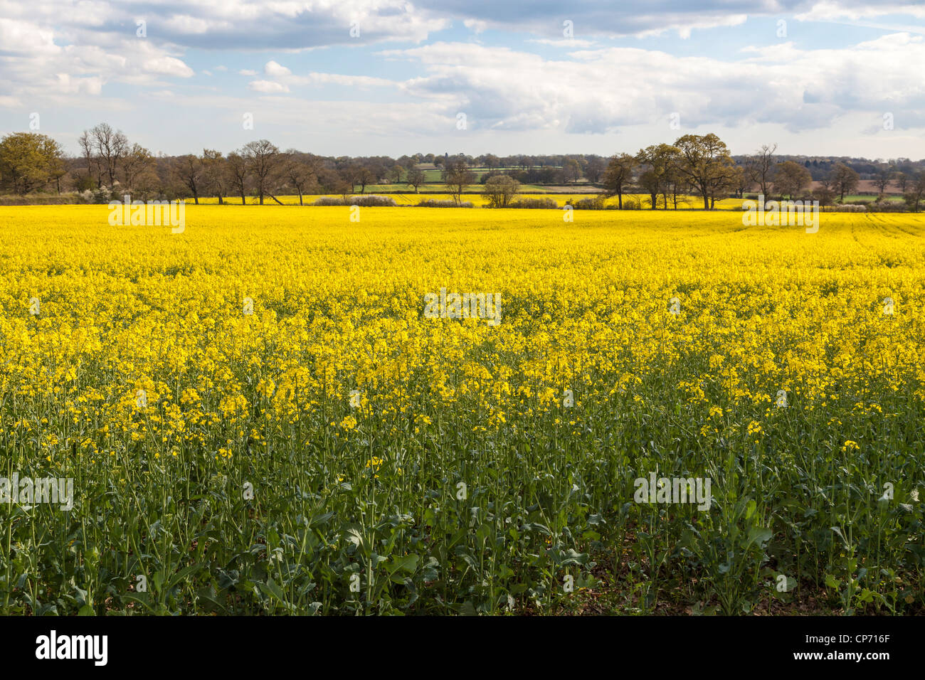 I campi di colore giallo brillante olio di colza Semi di piante che crescono nel Surrey, Inghilterra. Foto Stock