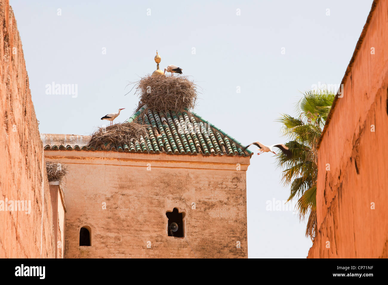 Una cicogna bianca (Ciconia ciconia) nido sul tetto del Palazzo El Badi costruito nel 1570's a Marrakech, in Marocco, in Nord Africa. Foto Stock