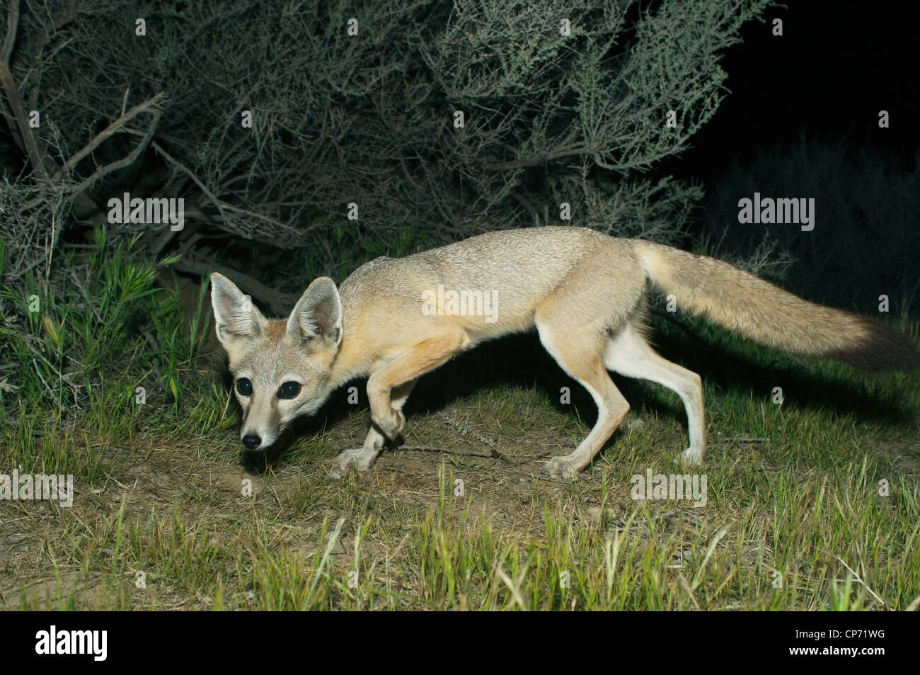 San Joaquin Kit Fox (Vulpes vulpes macrotis mutica) in via di estinzione, Carrizo Plain NM, California Foto Stock