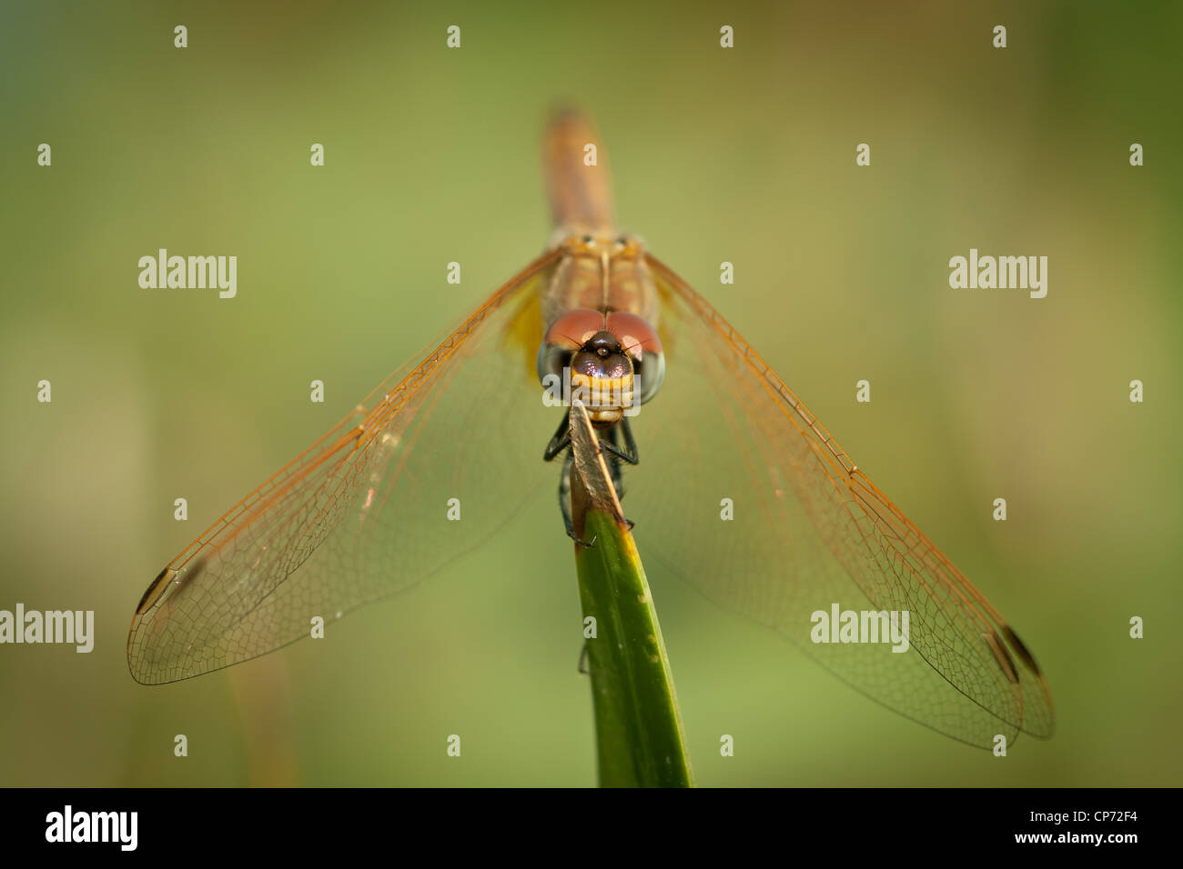 Libellula (Infraorder - Anisoptera) Foto Stock