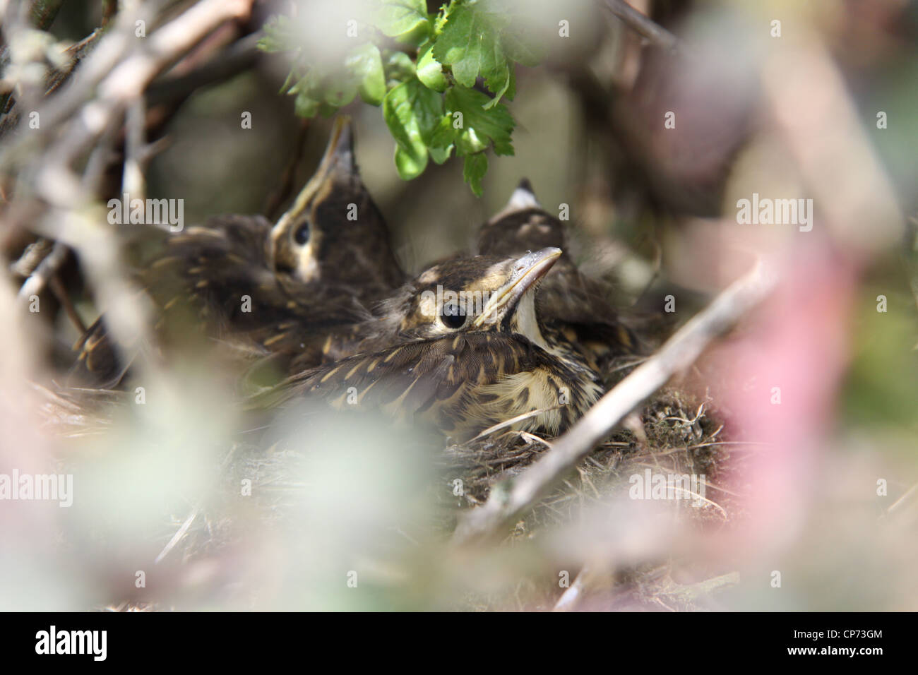 Tordo bottaccio (Turdus philomelos) uccellini Foto Stock