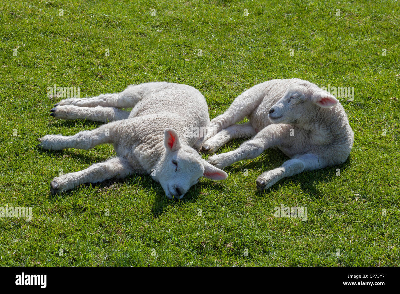 Due agnelli su Romney Marsh, nei pressi di segale, East Sussex. Foto Stock