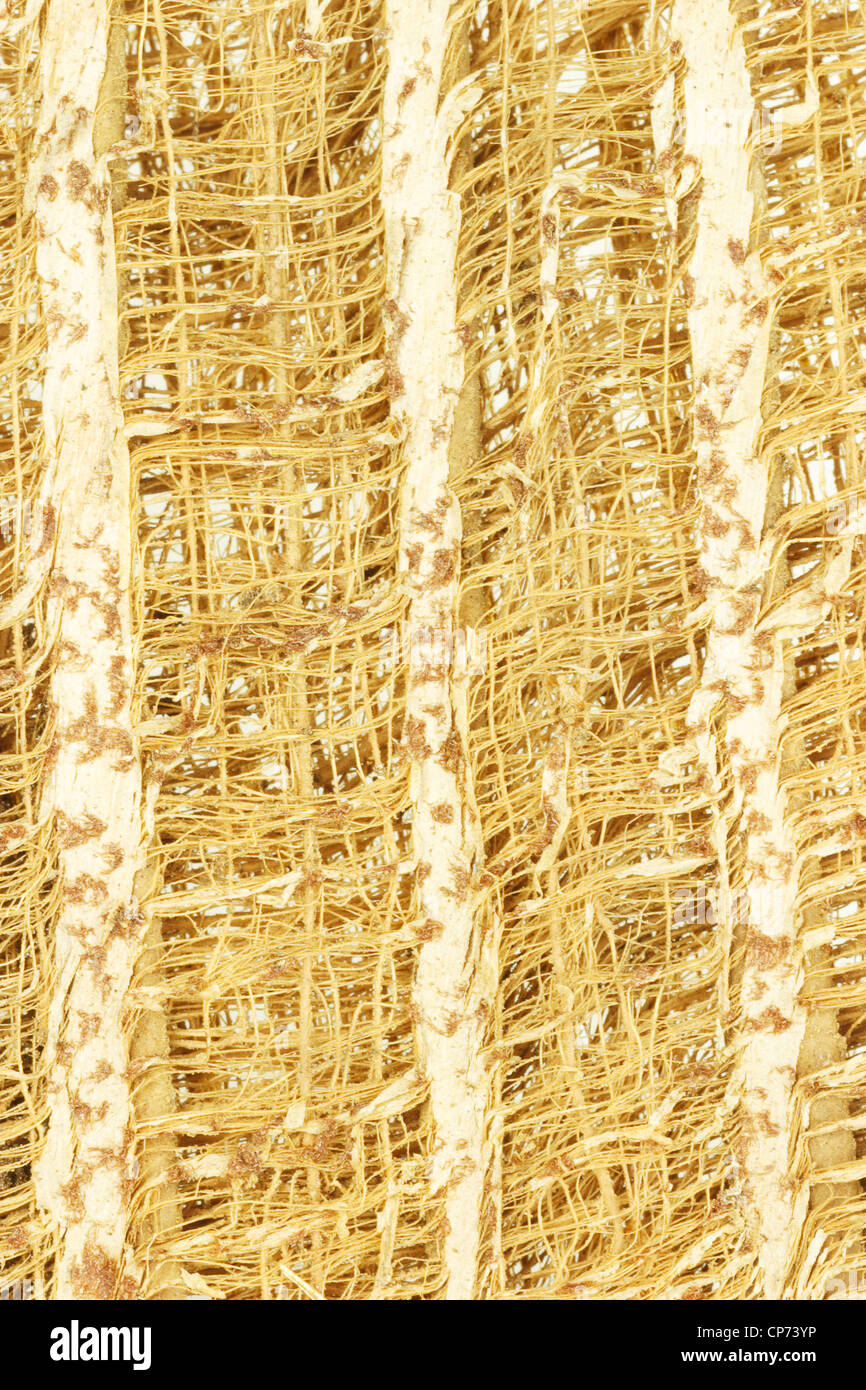 Close Up di corteccia di albero di fibre di legno sfondo Foto Stock