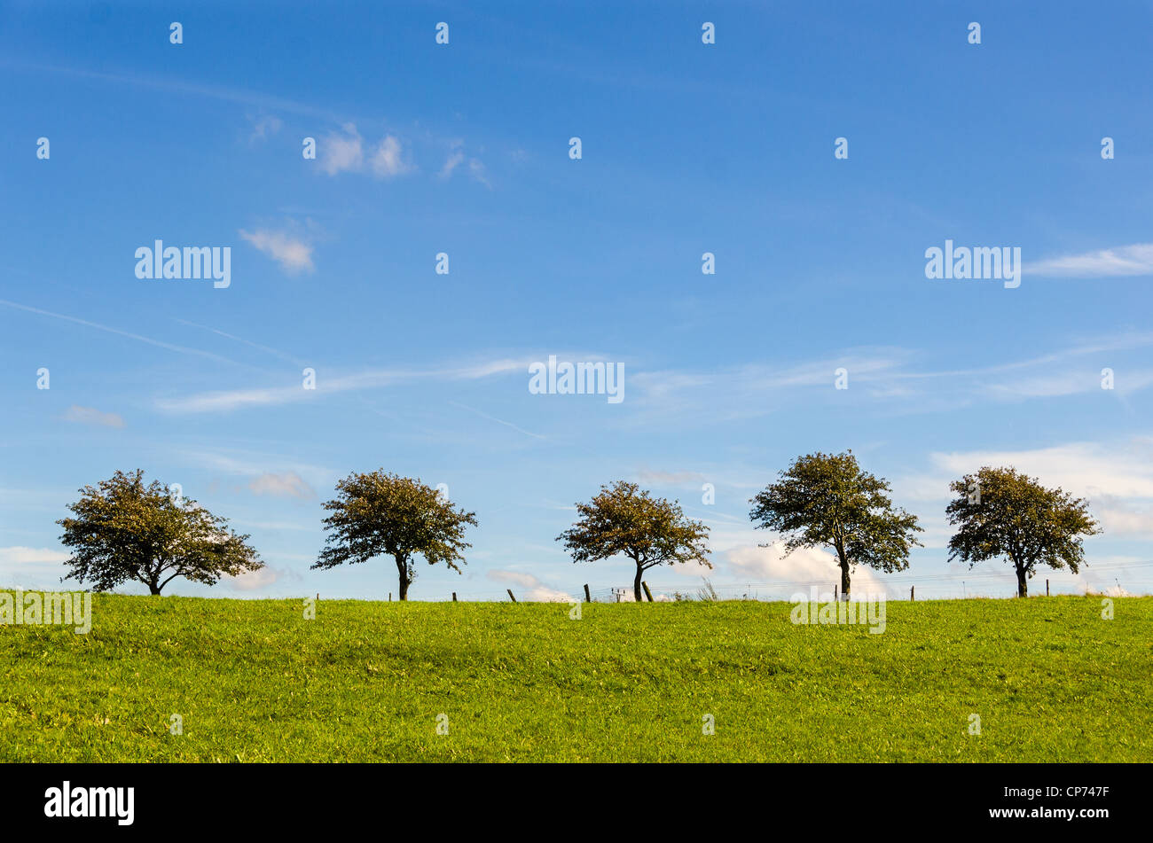 Cinque alberi su una riga Foto Stock