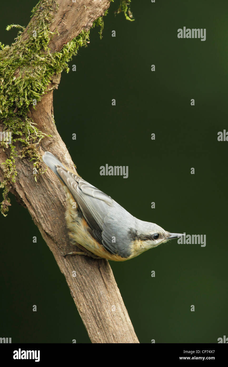 Picchio muratore Eurasian (Sitta europaea) aggrappato a un ramo di albero mentre scende con la testa rivolta in alto Foto Stock