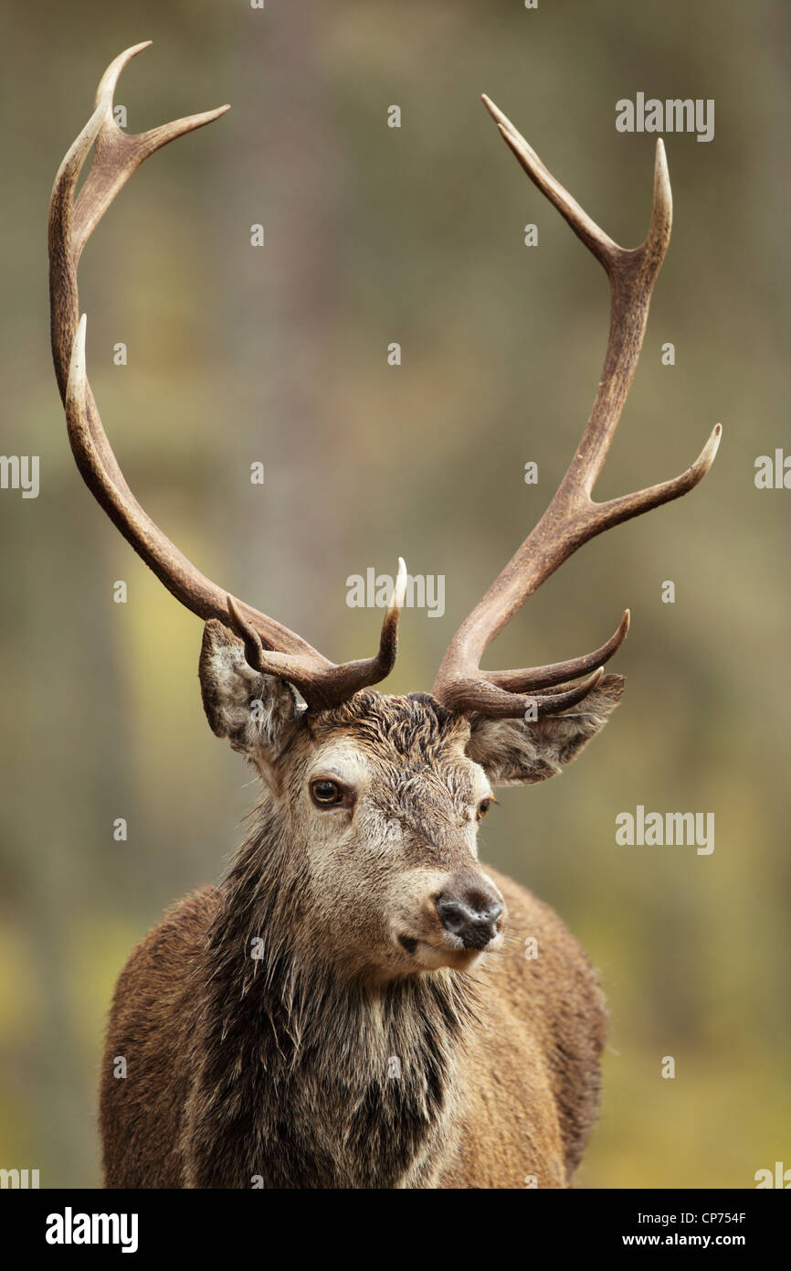 Red Deer cervo (Cervus elaphus) nel bosco scozzese Foto Stock