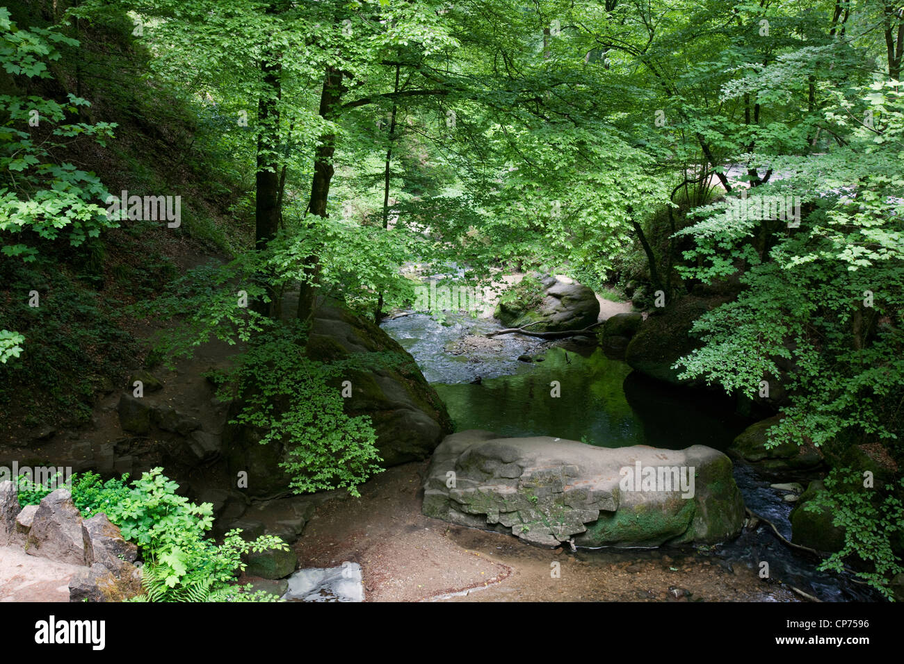 Brook nella foresta a Müllerthal chiamato anche piccola Svizzera, Granducato del Lussemburgo Foto Stock