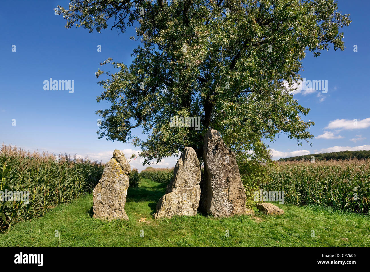 Il 3 pietre permanente / menhir di Oppagne vicino a Wéris, Ardenne belghe, Lussemburgo e Belgio Foto Stock