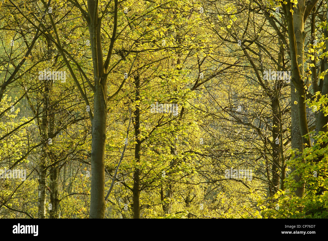 Bosco misto di alberi a Greenhow boschi in North York Moors National Park, con foglie fresche di crescita in primavera Foto Stock