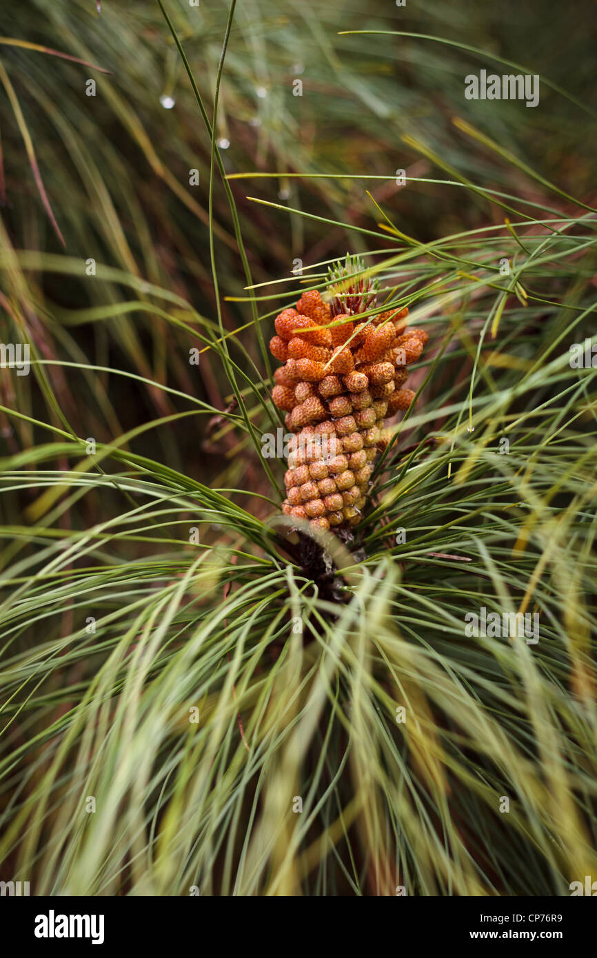 Giovani cono di pino che cresce su un pino delle Canarie, pinus canariensis. Foto Stock