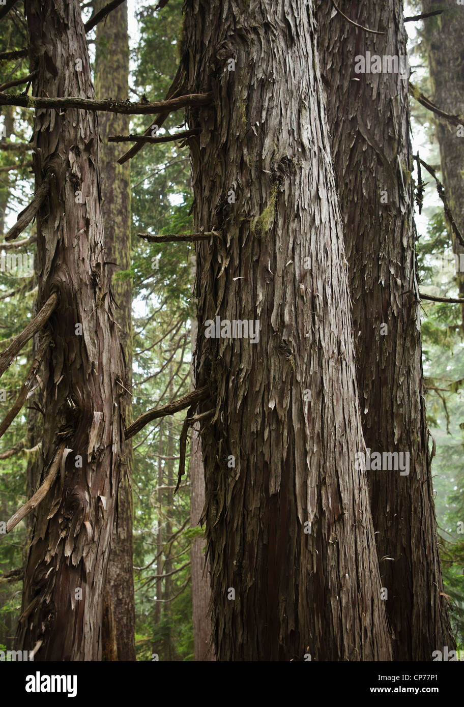 Vecchio giallo di crescita di alberi di cedro in Mount Rainier National Park, Washington, Stati Uniti d'America. Foto Stock