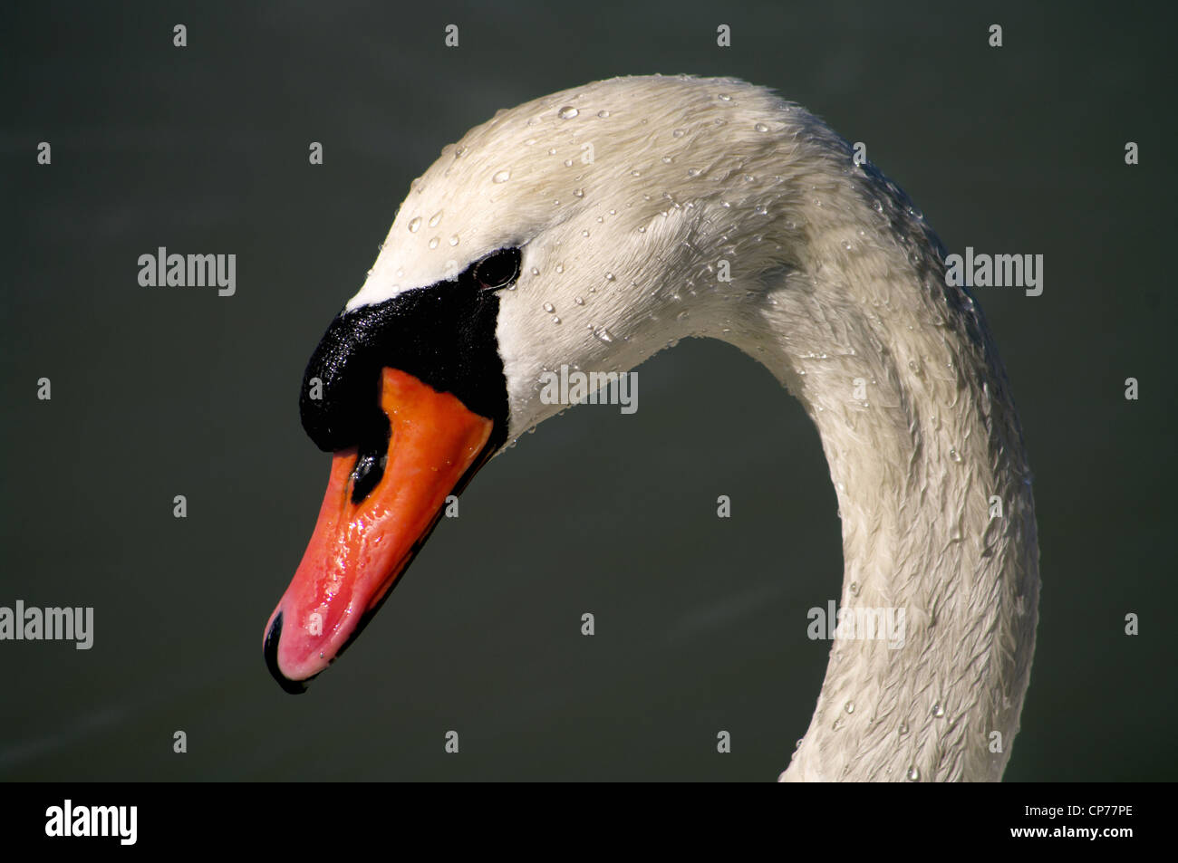 Primo piano di una testa di cigno bianca su sfondo verde. Foto Stock